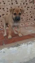 Filhotes
