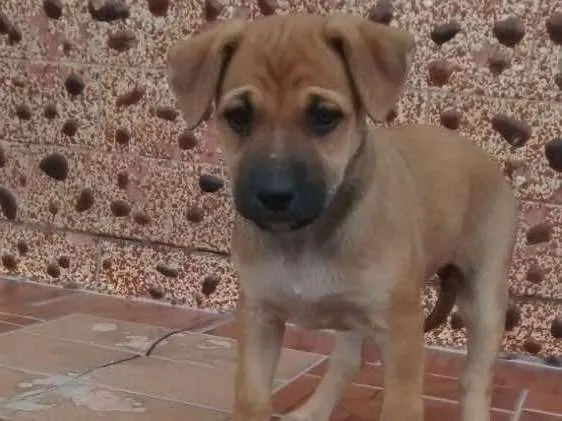 Cachorro ra a Srd idade 2 a 6 meses nome Filhotes