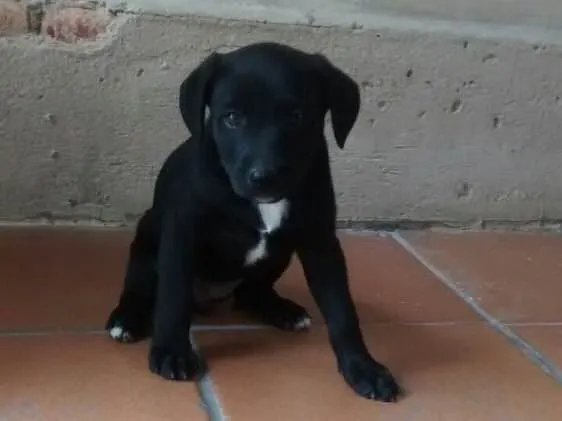 Cachorro ra a Srd idade 2 a 6 meses nome Filhotes