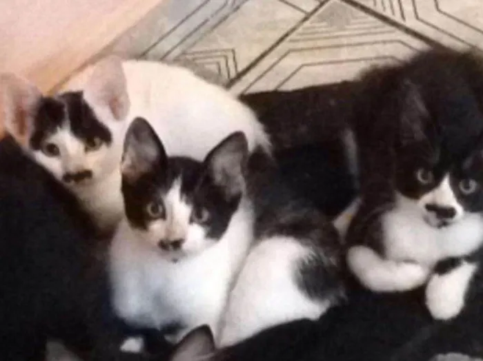 Gato ra a  idade 2 a 6 meses nome FIlhotes