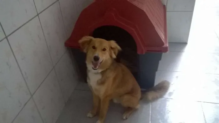 Cachorro ra a SRD idade 1 ano nome Luke