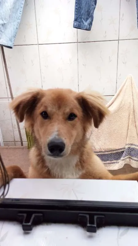 Cachorro ra a SRD idade 1 ano nome Luke