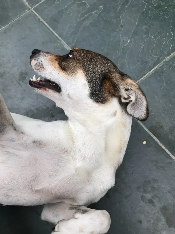 Cachorro ra a SRD idade 7 a 11 meses nome Belinha