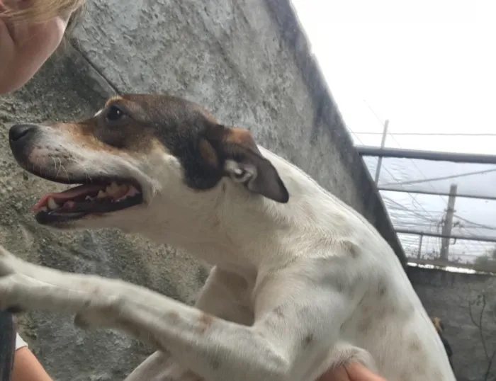 Cachorro ra a SRD idade 7 a 11 meses nome Belinha