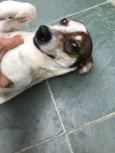 Belinha