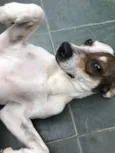 Belinha
