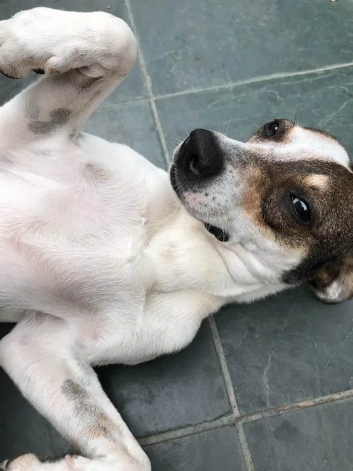 Cachorro ra a SRD idade 7 a 11 meses nome Belinha