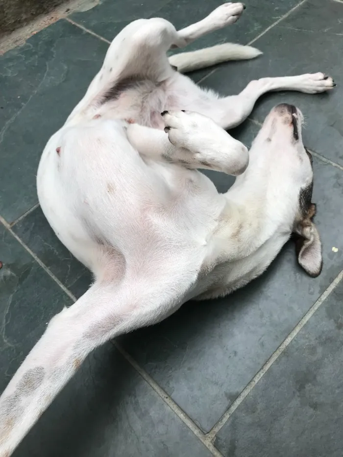Cachorro ra a SRD idade 7 a 11 meses nome Belinha