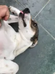 Belinha