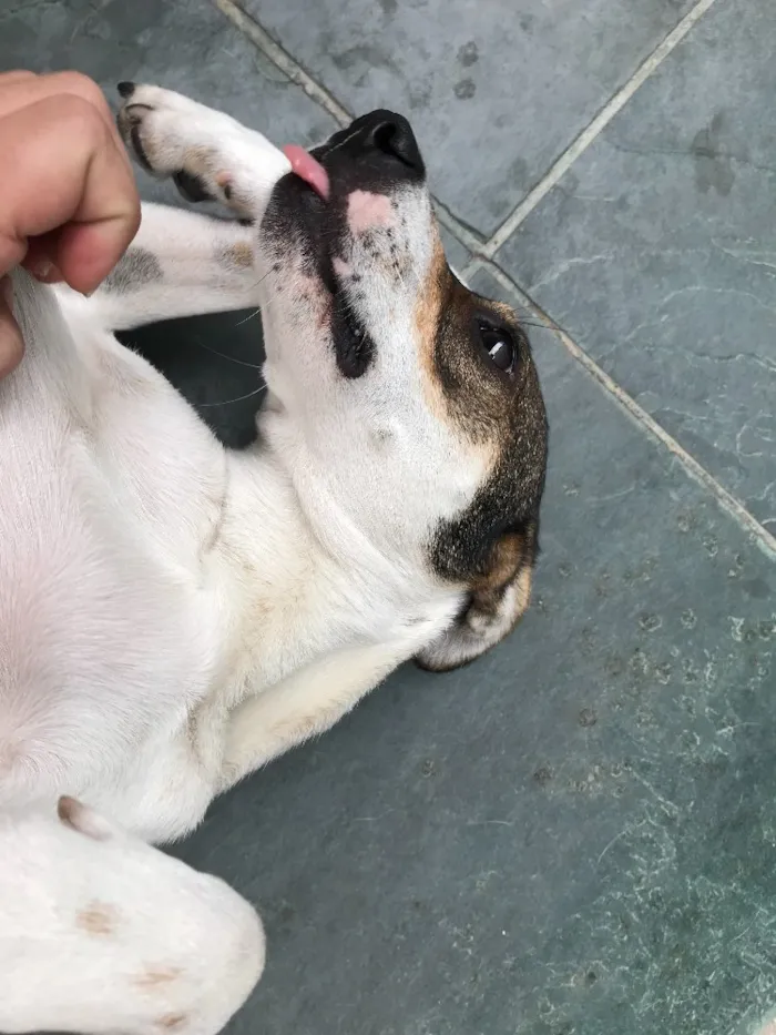 Cachorro ra a SRD idade 7 a 11 meses nome Belinha
