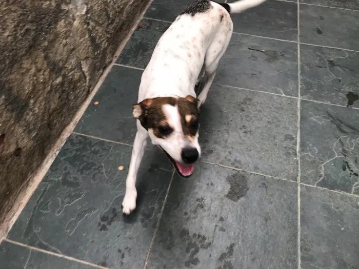 Cachorro ra a SRD idade 7 a 11 meses nome Belinha