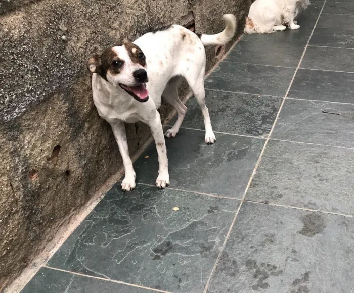 Cachorro ra a SRD idade 7 a 11 meses nome Belinha