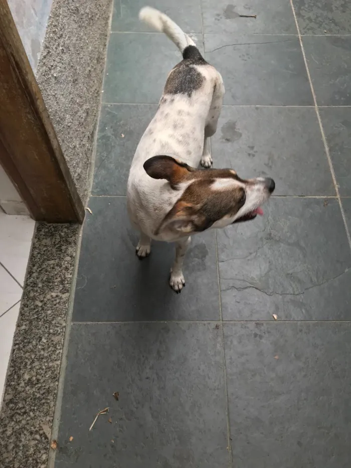 Cachorro ra a SRD idade 7 a 11 meses nome Belinha