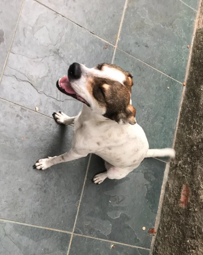 Cachorro ra a SRD idade 7 a 11 meses nome Belinha