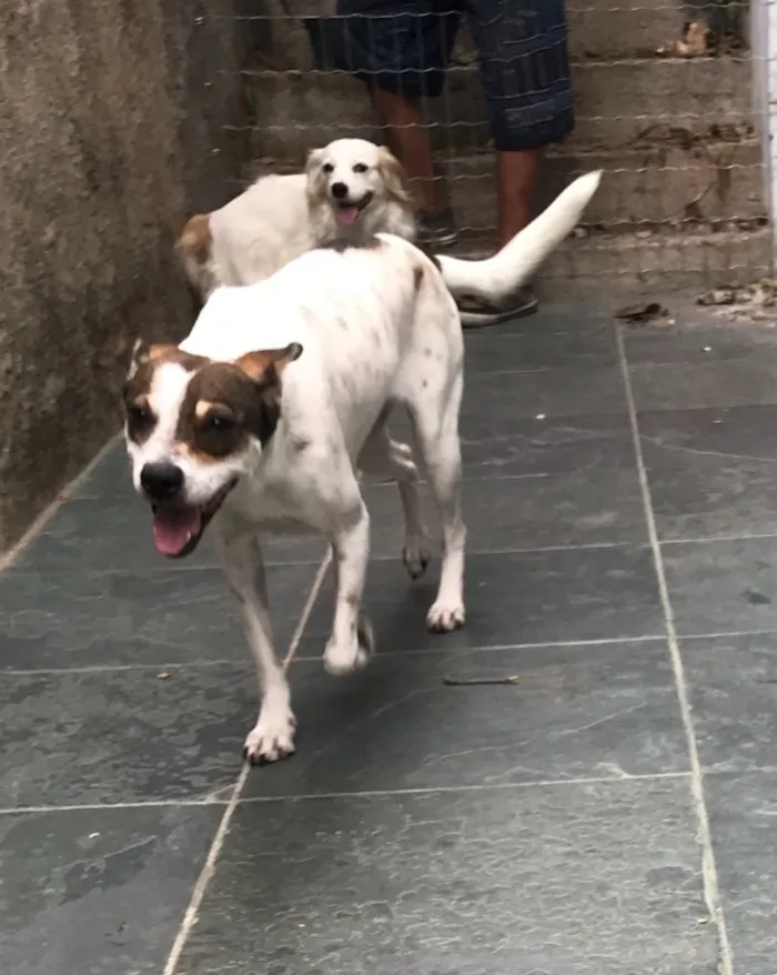Cachorro ra a SRD idade 7 a 11 meses nome Belinha