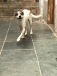 Belinha