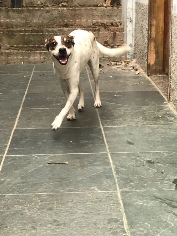 Cachorro ra a SRD idade 7 a 11 meses nome Belinha