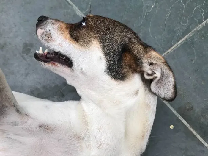 Cachorro ra a SRD idade 7 a 11 meses nome Belinha