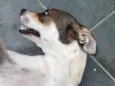 Belinha