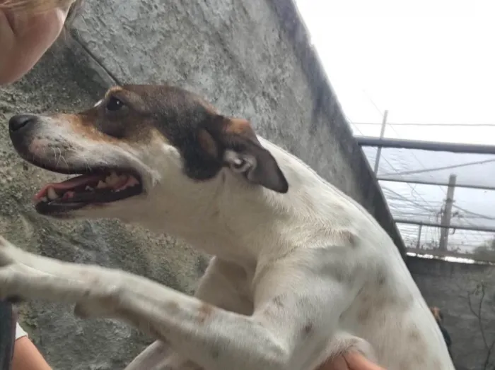 Cachorro ra a SRD idade 7 a 11 meses nome Belinha