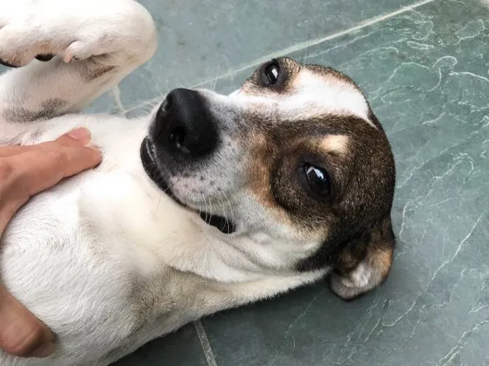 Cachorro ra a SRD idade 7 a 11 meses nome Belinha