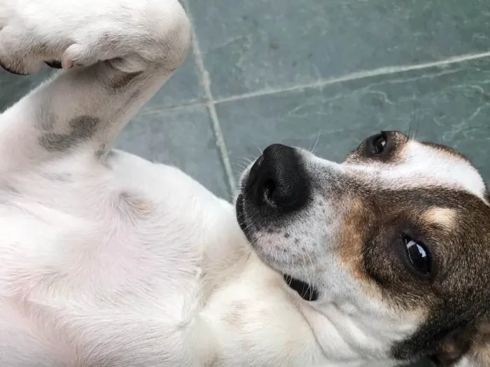 Cachorro ra a SRD idade 7 a 11 meses nome Belinha