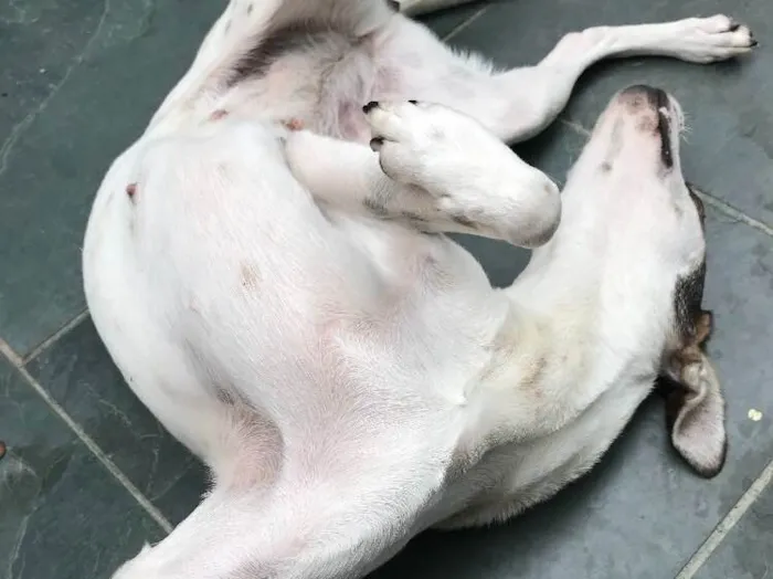 Cachorro ra a SRD idade 7 a 11 meses nome Belinha