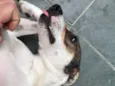 Belinha