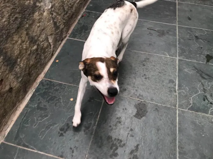 Cachorro ra a SRD idade 7 a 11 meses nome Belinha