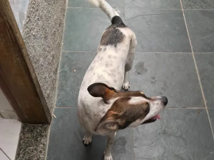 Cachorro ra a SRD idade 7 a 11 meses nome Belinha