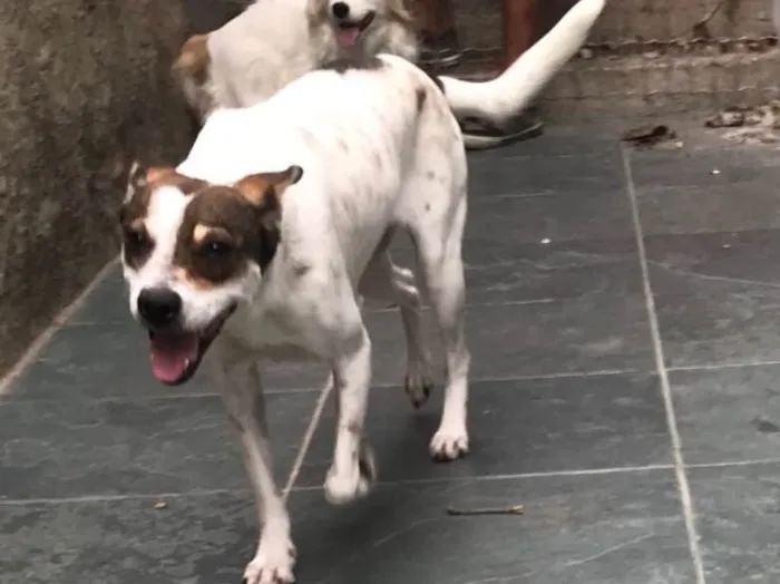 Cachorro ra a SRD idade 7 a 11 meses nome Belinha