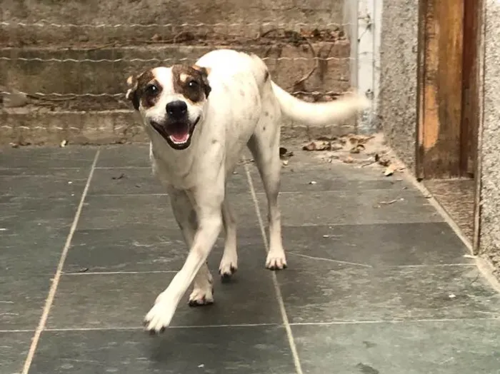 Cachorro ra a SRD idade 7 a 11 meses nome Belinha