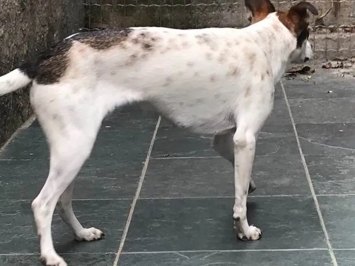 Cachorro ra a SRD idade 7 a 11 meses nome Belinha