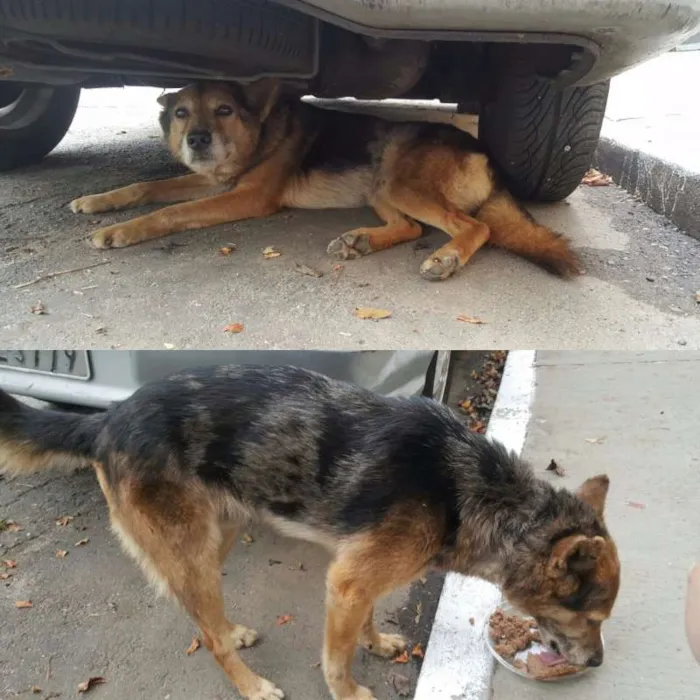 Cachorro ra a SRD idade 4 anos nome Fumaça 