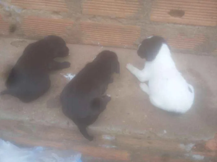 Cachorro ra a Desconhecida idade Abaixo de 2 meses nome Filhotes