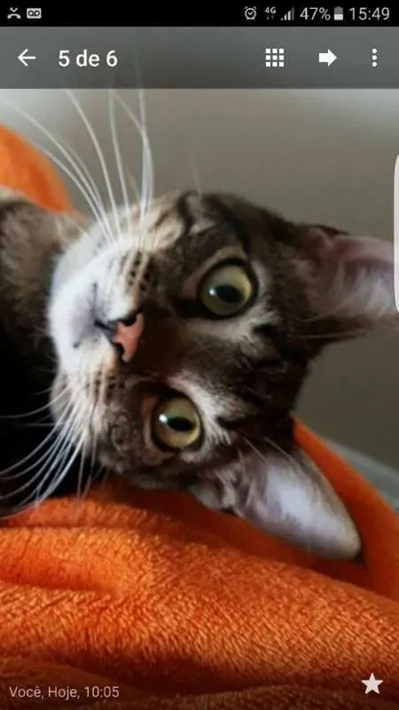 Gato ra a  idade 1 ano nome noah