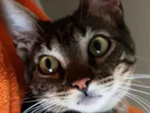 Gato raça  idade 1 ano nome noah