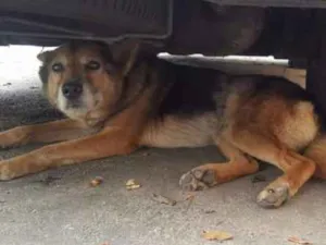 Cachorro raça SRD idade 4 anos nome Fumaça 