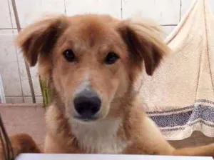 Cachorro raça SRD idade 1 ano nome Luke