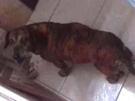 Cachorro ra a Salsicha idade 6 ou mais anos nome Nina