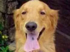Cachorro raça Golden Retriever idade 6 ou mais anos nome Maya
