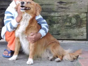 Cachorro raça SRD idade 1 ano nome CHIQUINHA