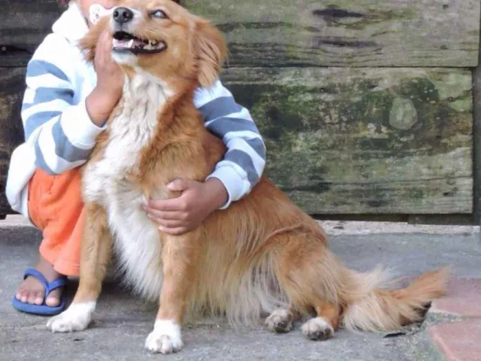 Cachorro ra a SRD idade 1 ano nome CHIQUINHA