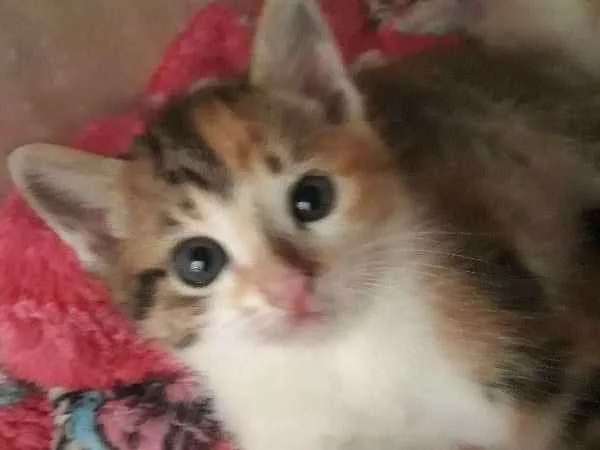 Gato ra a SRD idade Abaixo de 2 meses nome Sem Nome