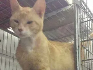 Gato raça SRD idade 1 ano nome Sem nome