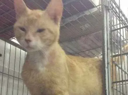 Gato ra a SRD idade 1 ano nome Sem nome