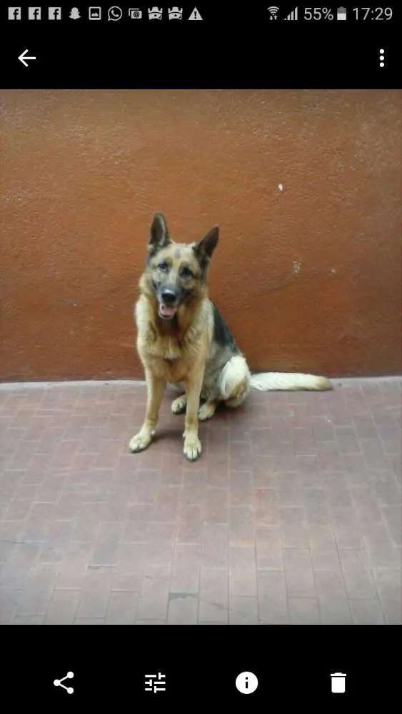 Cachorro ra a Pastor alemão  idade 4 anos nome Athena