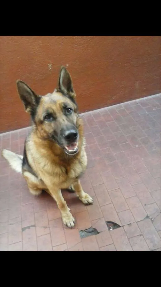 Cachorro ra a Pastor alemão  idade 4 anos nome Athena