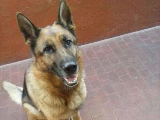 Cachorro ra a Pastor alemão  idade 4 anos nome Athena
