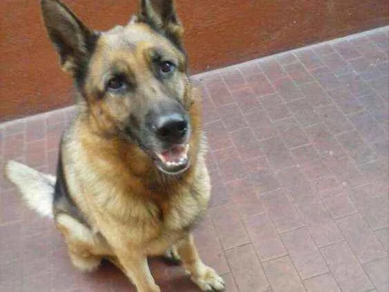 Cachorro ra a Pastor alemão  idade 4 anos nome Athena